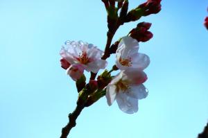 桜画像②