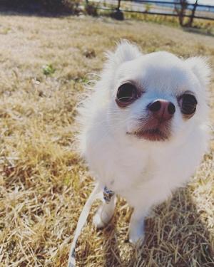 犬1