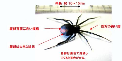 セアカゴケグモ画像