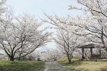 春には花見が楽しめますの画像