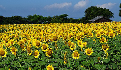 手島の画像1