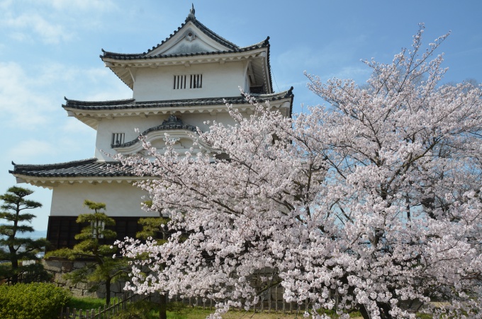 桜と天守