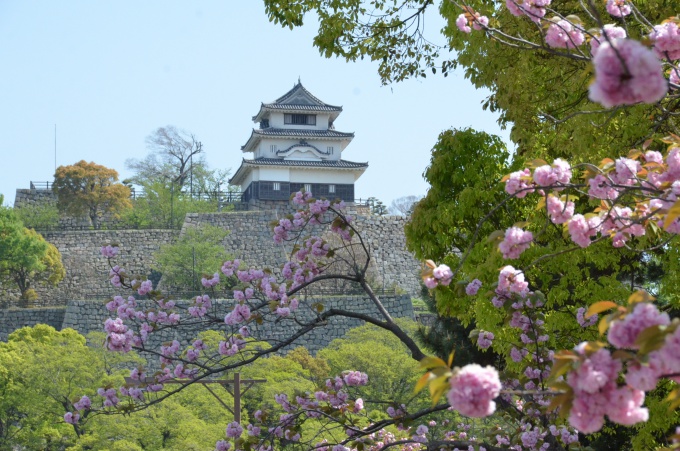 八重桜と丸亀城