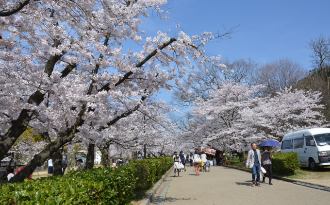 丸亀城桜まつり開催中