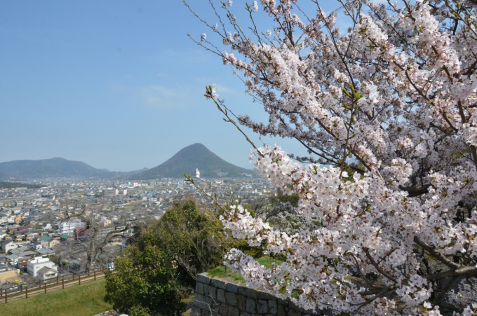 桜と飯野山