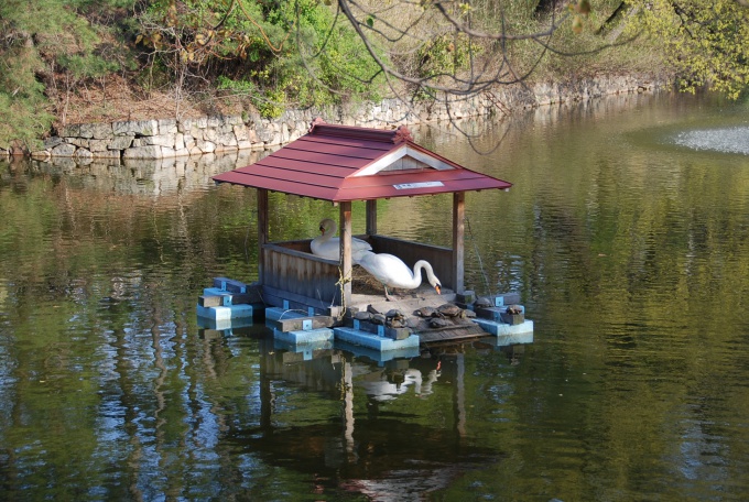 白鳥と亀