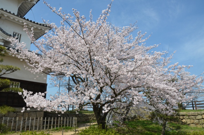 満開の桜