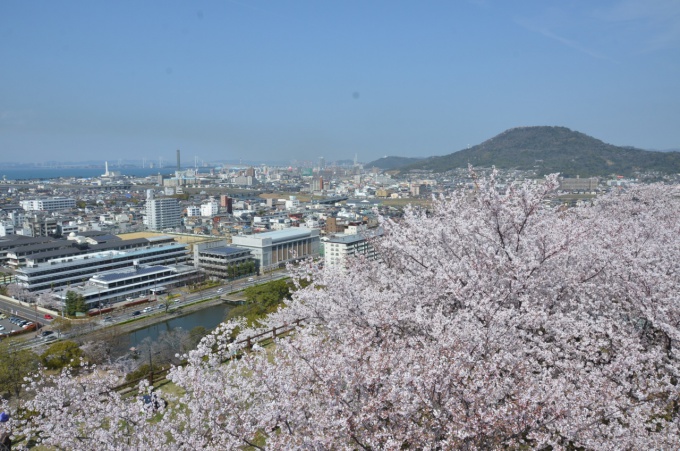 桜と遠景