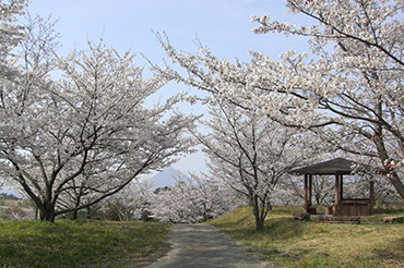 画像：桜