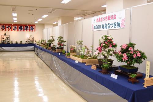 丸亀さつき展会場の写真１