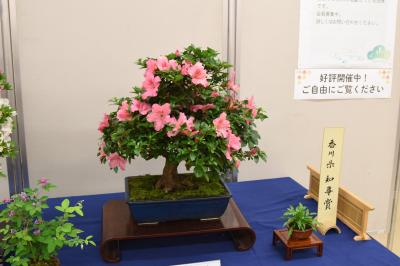 さつき盆栽の写真さ３