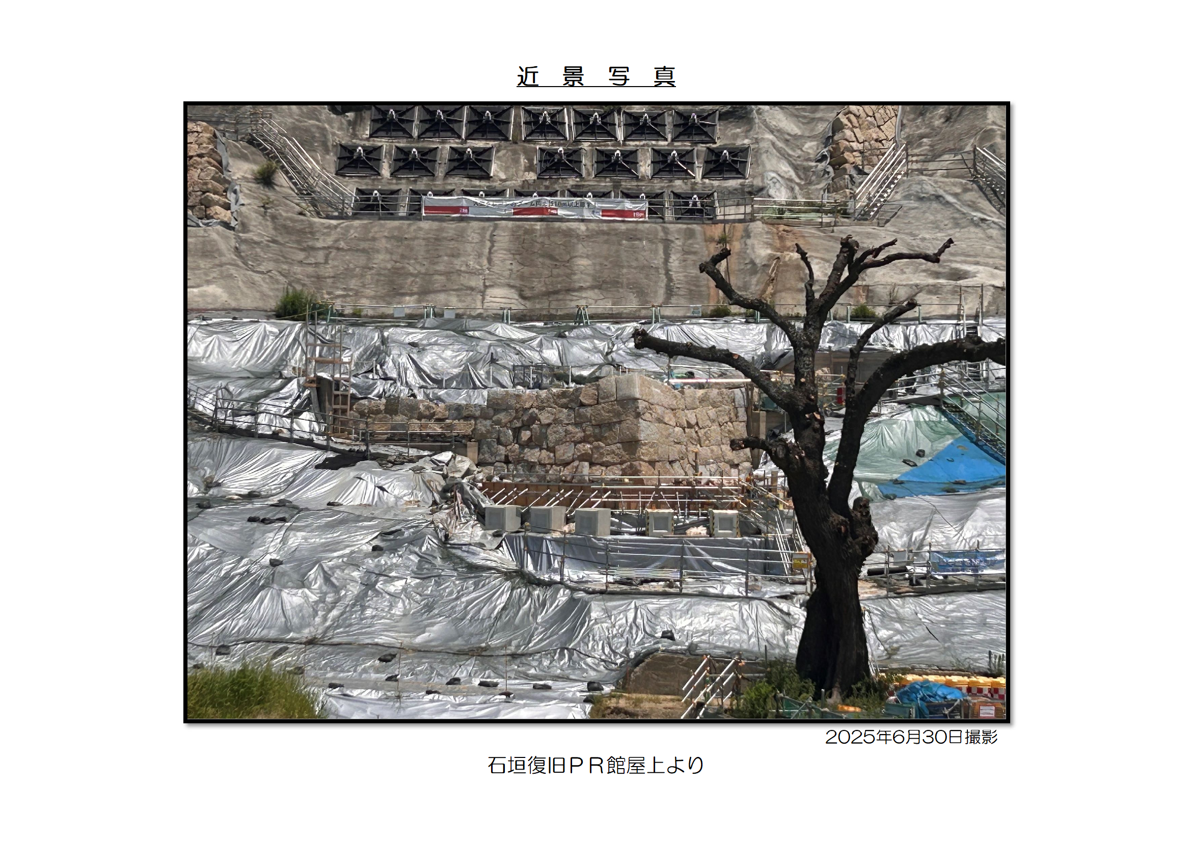 近景写真