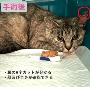 手術後写真２（例）