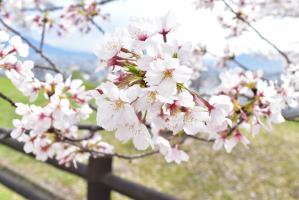 桜の花の写真